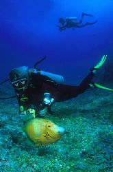 Orange Filefish and divers - Fernando de Noronha - Brazil... by Eduardo Lima 